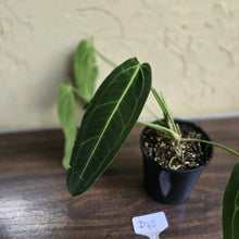 Load image into Gallery viewer, #D48 Two x Anthurium Warocqueanum - Dark Form