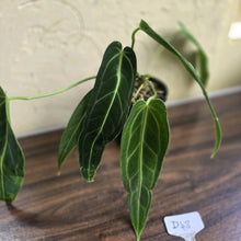 Load image into Gallery viewer, #D48 Two x Anthurium Warocqueanum - Dark Form