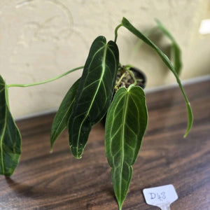 #D48 Two x Anthurium Warocqueanum - Dark Form