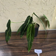 Load image into Gallery viewer, #D48 Two x Anthurium Warocqueanum - Dark Form