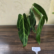 Load image into Gallery viewer, #D48 Two x Anthurium Warocqueanum - Dark Form