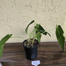 Load image into Gallery viewer, #D48 Two x Anthurium Warocqueanum - Dark Form