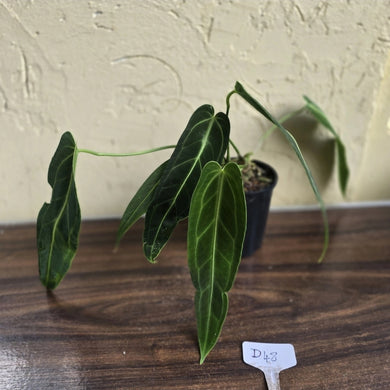 #D48 Two x Anthurium Warocqueanum - Dark Form