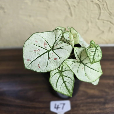 #47 Caladium Strawberry Star