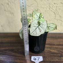 Load image into Gallery viewer, #47 Caladium Strawberry Star