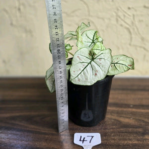 #47 Caladium Strawberry Star
