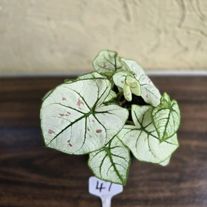 #47 Caladium Strawberry Star