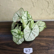 Load image into Gallery viewer, #47 Caladium Strawberry Star