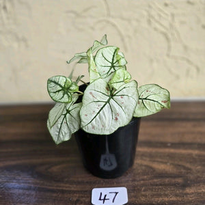 #47 Caladium Strawberry Star