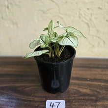 Load image into Gallery viewer, #47 Caladium Strawberry Star