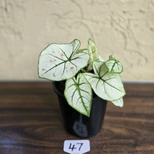 Load image into Gallery viewer, #47 Caladium Strawberry Star