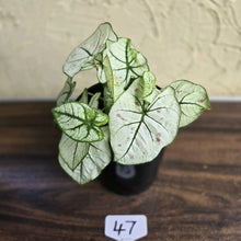 Load image into Gallery viewer, #47 Caladium Strawberry Star