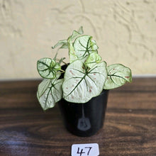 Load image into Gallery viewer, #47 Caladium Strawberry Star