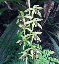 Load image into Gallery viewer, Coelogyne Burfordiense Division