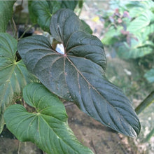 Load image into Gallery viewer, #D458 Three x Anthurium Veitchii x &#39;Red&#39;