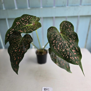 #R112 Caladium Thousand Stars