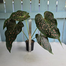 Load image into Gallery viewer, #R112 Caladium Thousand Stars