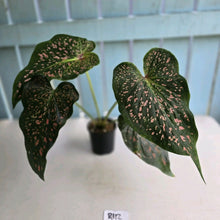 Load image into Gallery viewer, #R112 Caladium Thousand Stars