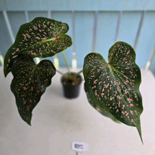 Load image into Gallery viewer, #R112 Caladium Thousand Stars