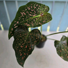 Load image into Gallery viewer, #R112 Caladium Thousand Stars