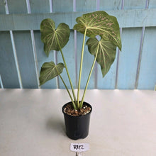 Load image into Gallery viewer, #R112 Caladium Thousand Stars