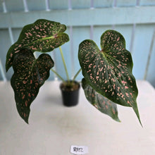 Load image into Gallery viewer, #R112 Caladium Thousand Stars
