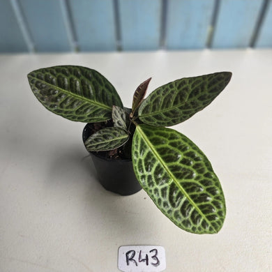 #R43 Labisia Turtle Back