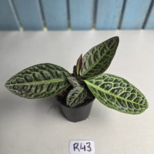 Load image into Gallery viewer, #R43 Labisia Turtle Back