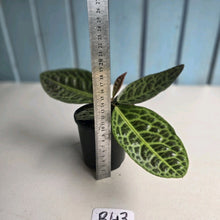 Load image into Gallery viewer, #R43 Labisia Turtle Back