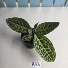 Load image into Gallery viewer, #R43 Labisia Turtle Back