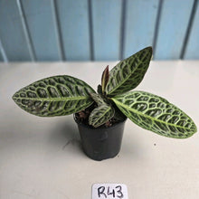 Load image into Gallery viewer, #R43 Labisia Turtle Back