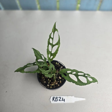 #RB24 Two x Monstera Obliqua