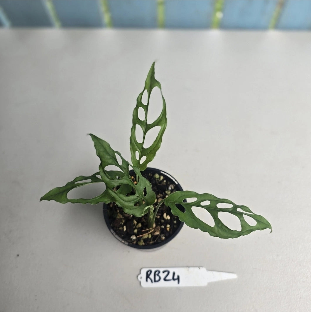 #RB24 Two x Monstera Obliqua