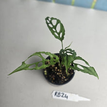 Load image into Gallery viewer, #RB24 Two x Monstera Obliqua