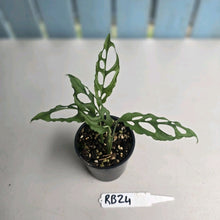 Load image into Gallery viewer, #RB24 Two x Monstera Obliqua