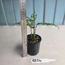Load image into Gallery viewer, #RB24 Two x Monstera Obliqua