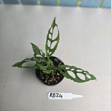 Load image into Gallery viewer, #RB24 Two x Monstera Obliqua