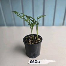 Load image into Gallery viewer, #RB24 Two x Monstera Obliqua