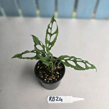 Load image into Gallery viewer, #RB24 Two x Monstera Obliqua