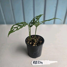 Load image into Gallery viewer, #RB24 Two x Monstera Obliqua