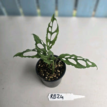 Load image into Gallery viewer, #RB24 Two x Monstera Obliqua