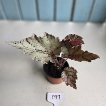 Load image into Gallery viewer, #B97 Begonia Unknown