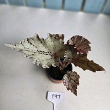 Load image into Gallery viewer, #B97 Begonia Unknown