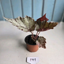 Load image into Gallery viewer, #B97 Begonia Unknown