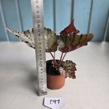 Load image into Gallery viewer, #B97 Begonia Unknown