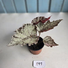 Load image into Gallery viewer, #B97 Begonia Unknown