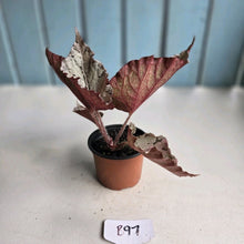 Load image into Gallery viewer, #B97 Begonia Unknown