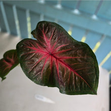 Load image into Gallery viewer, #RD29 Caladium - Possibly Postman Joyner