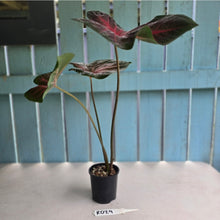 Load image into Gallery viewer, #RD29 Caladium - Possibly Postman Joyner