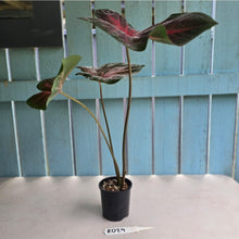 Load image into Gallery viewer, #RD29 Caladium - Possibly Postman Joyner